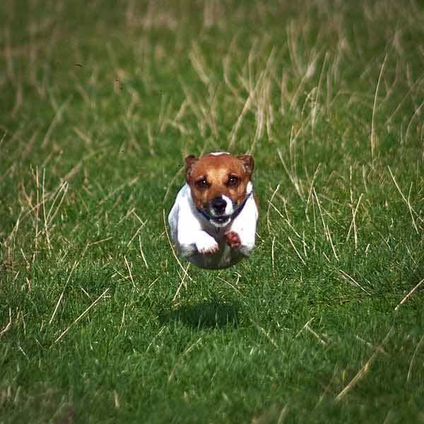 small active dogs