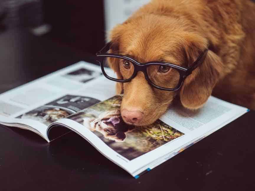 How smart are dogs? or: how are dogs smart? - dogpackr