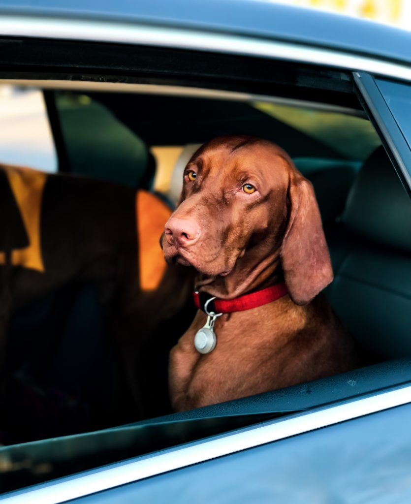 What to do when your dog gets car sick