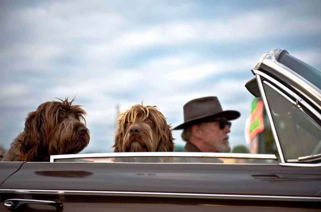 How to calm an excited dog (in the car)