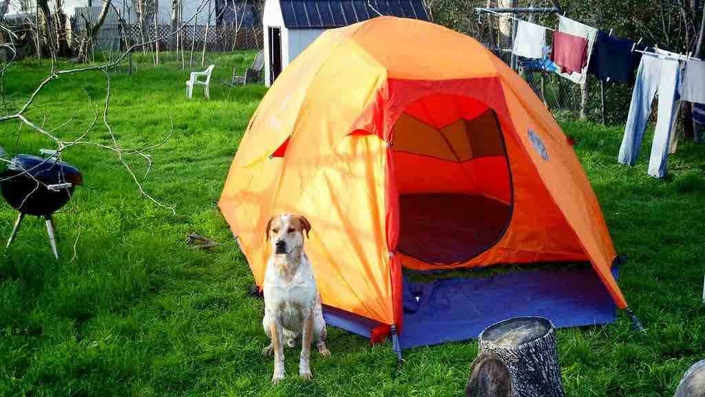 Is leaving a dog in a tent while camping possible?