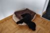 10 Signs and Symptoms Your Dog is Over Tired or Exhausted!