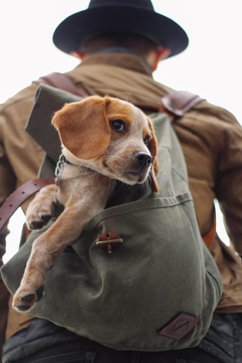 Can Small Dogs Hike Long Distances 9 Tips To Make It Work Dogpackr