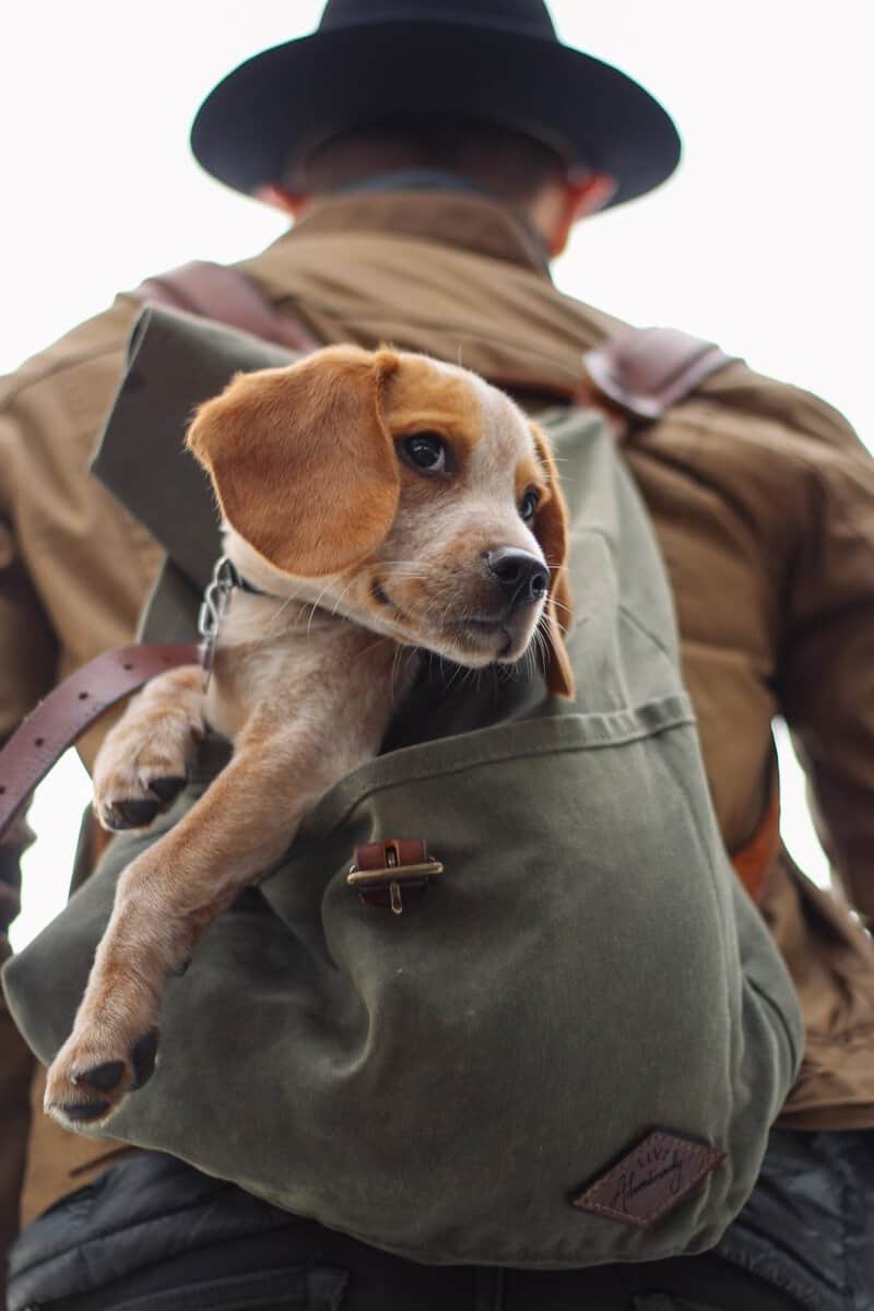 can-small-dogs-hike-long-distances-9-tips-to-make-it-work-dogpackr