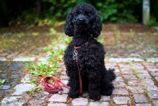 are poodles good hiking dogs