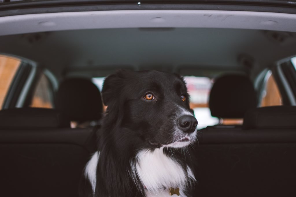 travel with a dog in a car