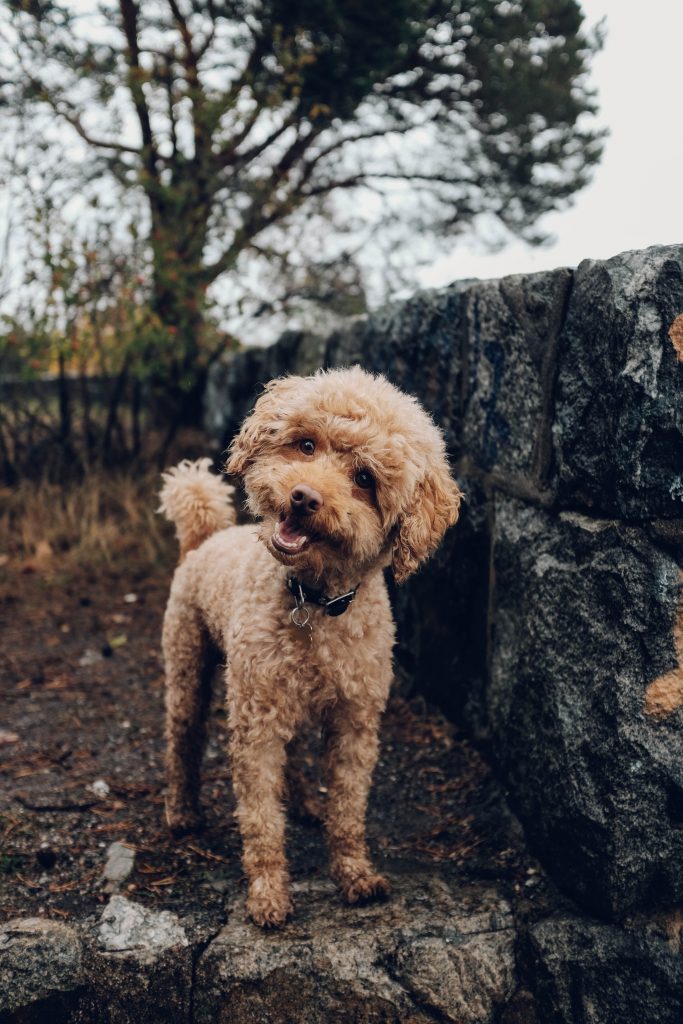 small hiking dogs