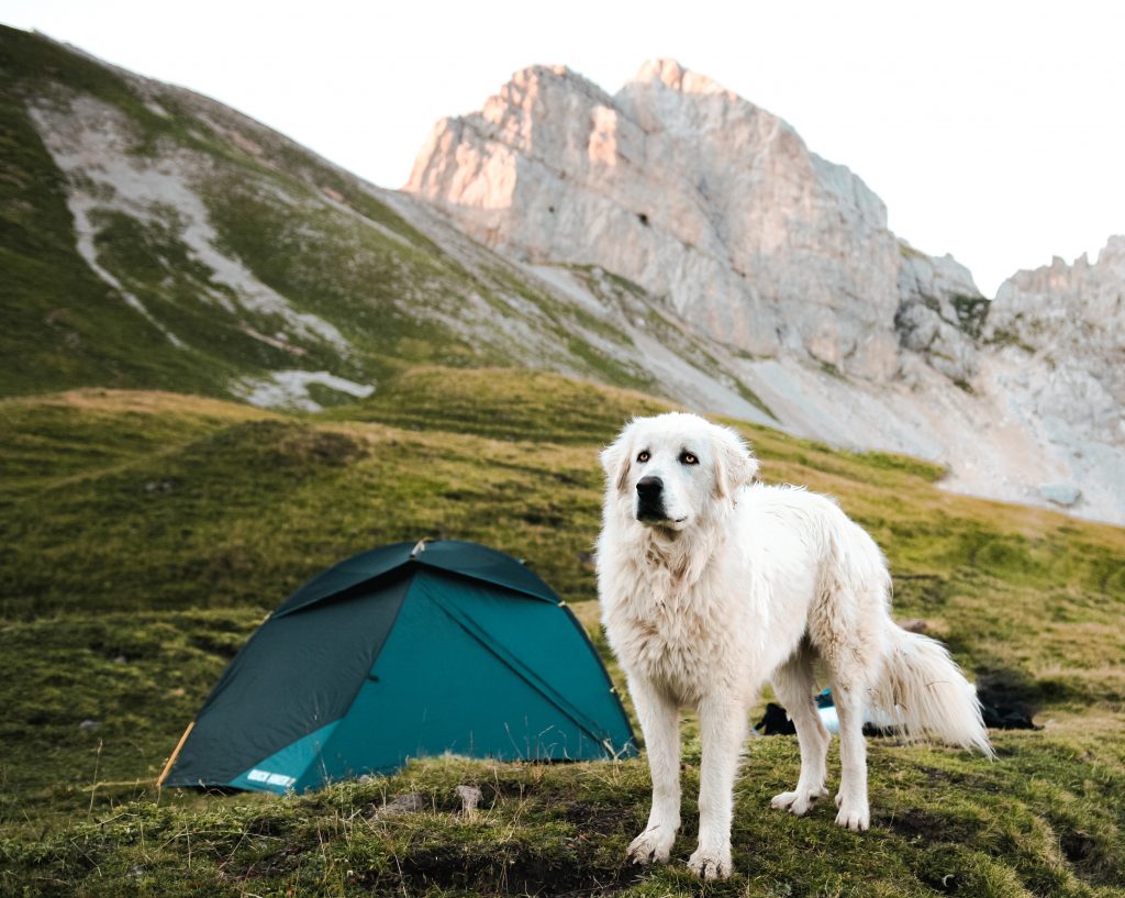 camping with dogs