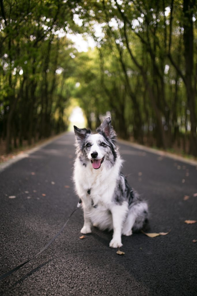 How far can a dog hike in a day?