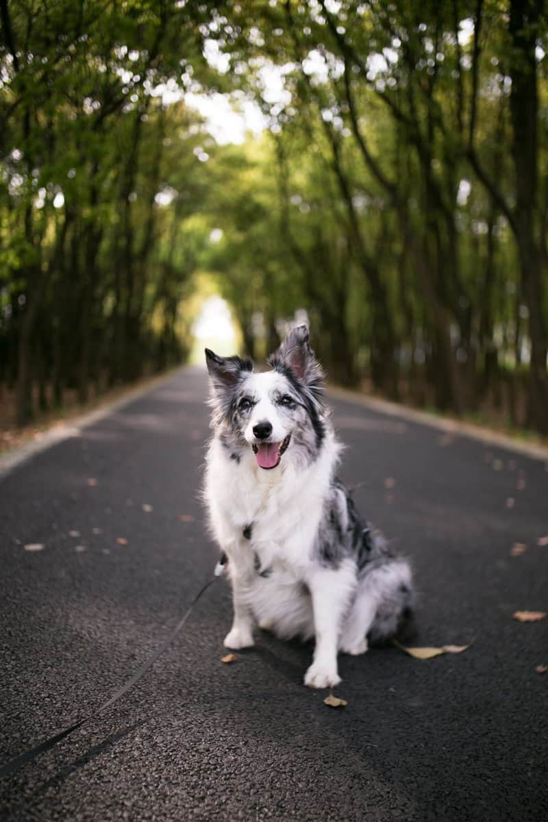 How far can a dog hike in a day? Probably more than you think! - dogpackr