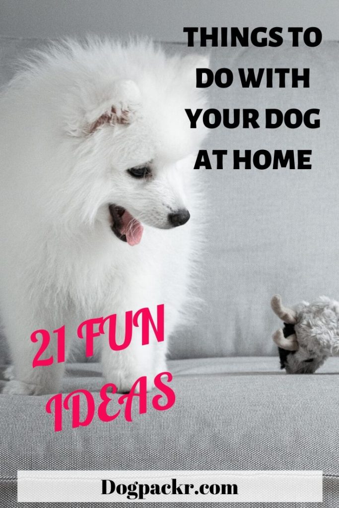 is-your-dog-bored-try-these-fun-things-to-do-with-your-dog-at-home