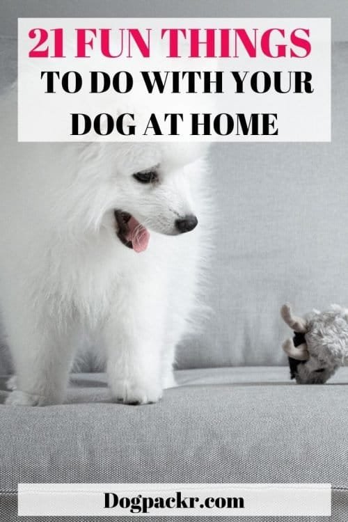 21 fun things to do with your dog at home - dogpackr