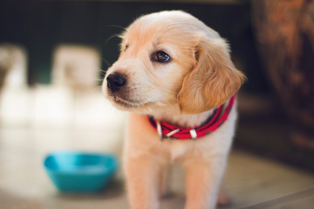 how to stop excited dog peeing