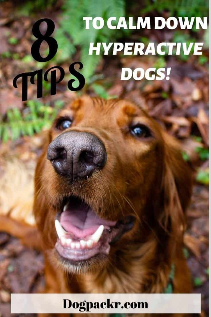 My dog is hyperactive all the time 8 things you can do dogpackr