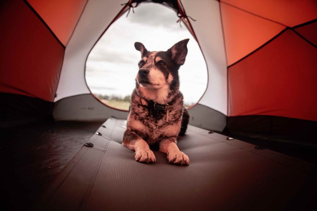taking dogs camping for the first time