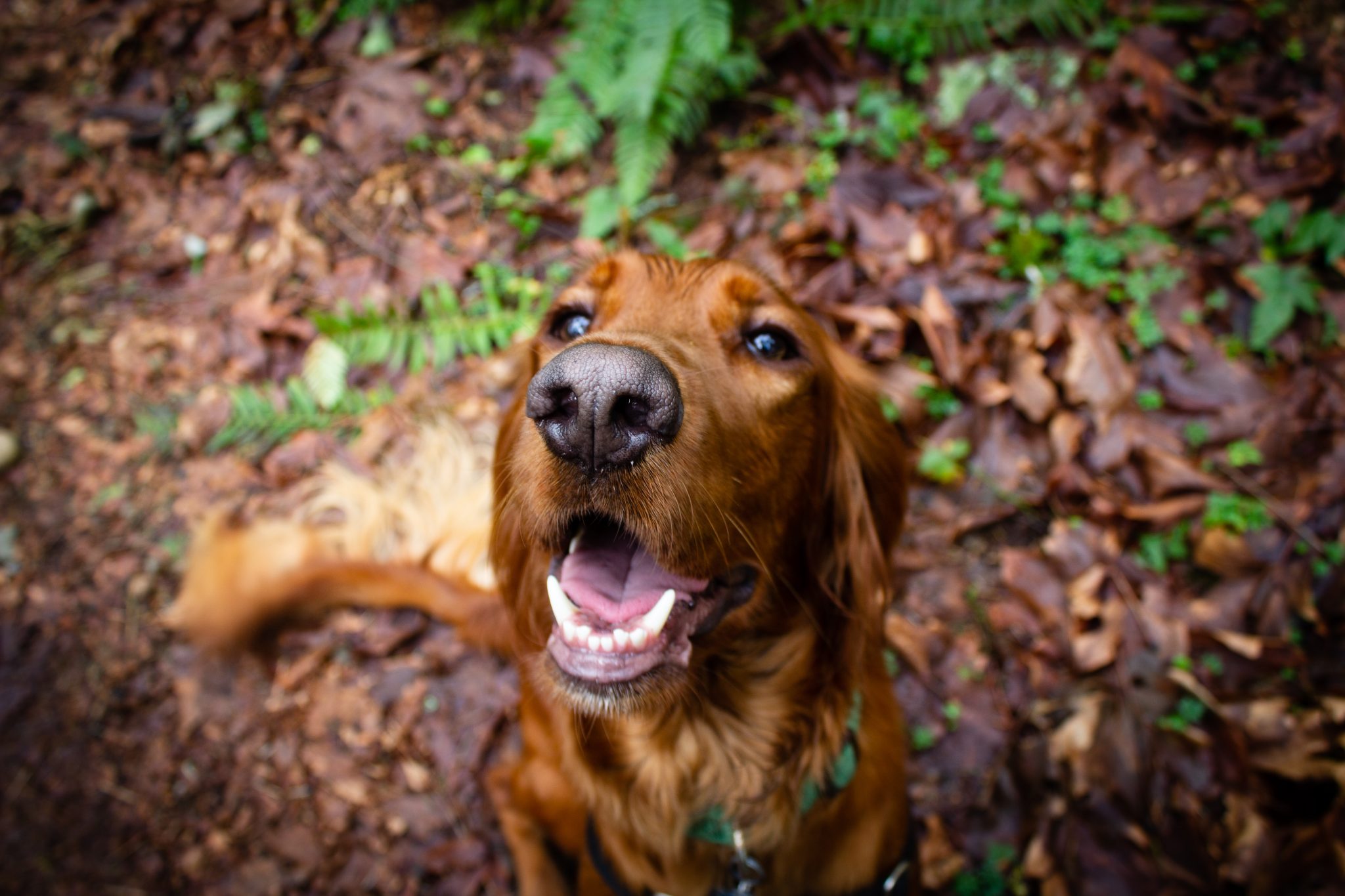 My dog is hyperactive all the time 8 things you can do dogpackr