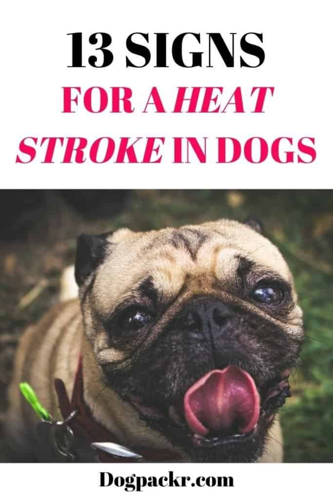 signs and symptoms of a heat stroke in dogs