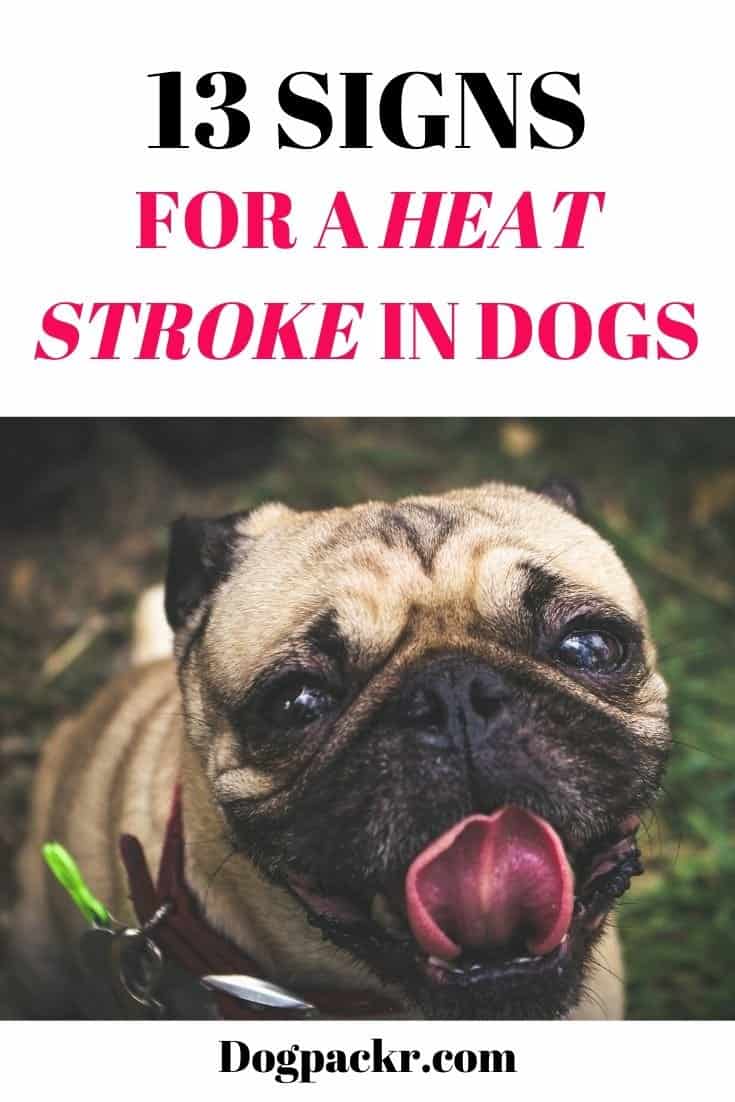 13 Signs And Symptoms For A Heat Stroke In Dogs - Dogpackr