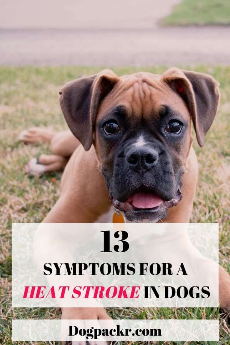 13 signs and symptoms for a heat stroke in dogs dogpackr