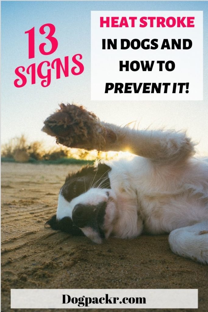signs and symptoms of a heat stroke in dogs