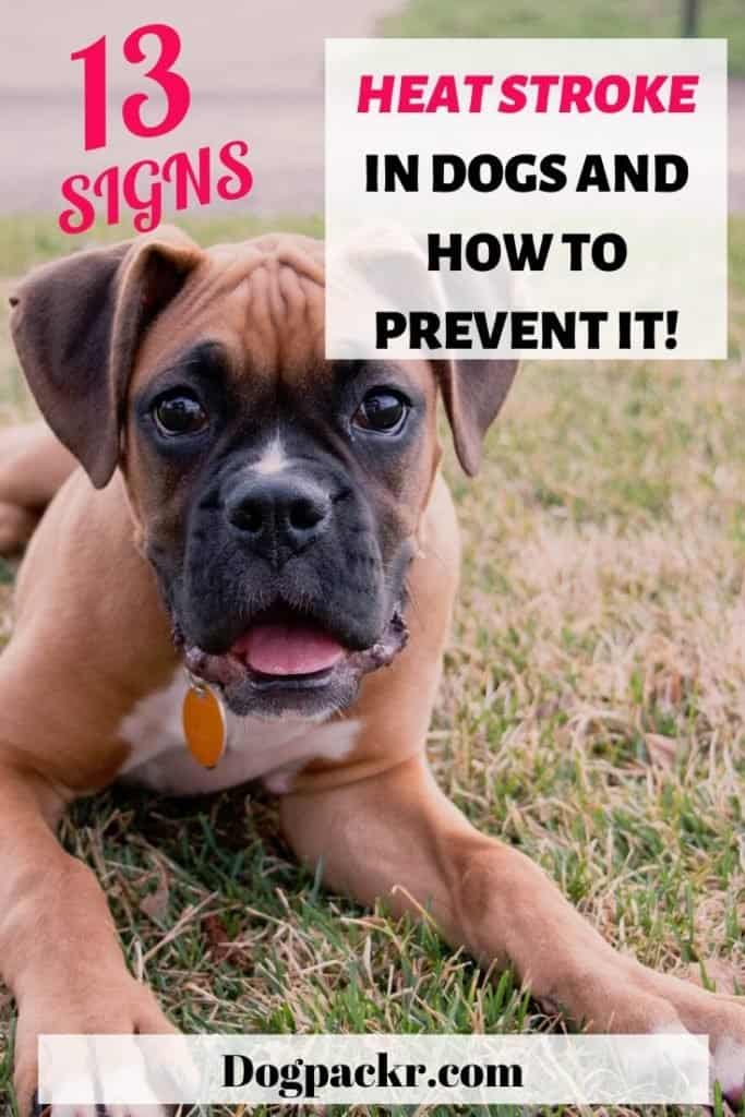 13 signs and symptoms for a heat stroke in dogs - dogpackr