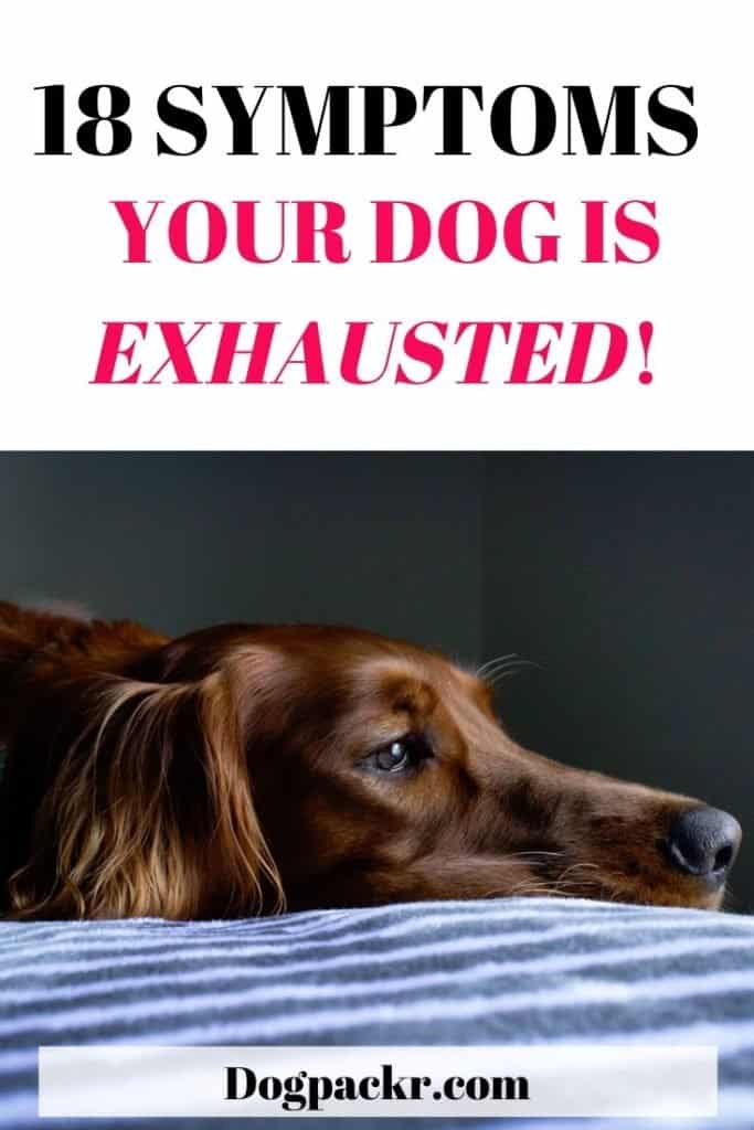 18 exhausted dog symptoms