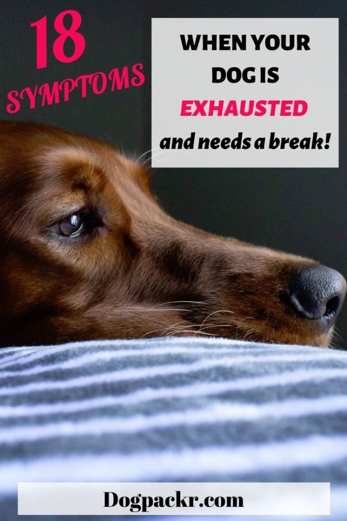 18 exhausted dog symptoms