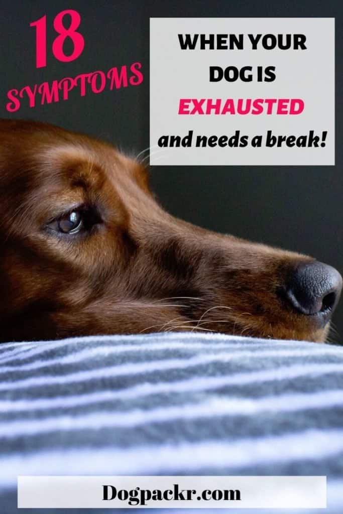 18 Exhausted Dog Symptoms When Your Dog Needs A Break Dogpackr