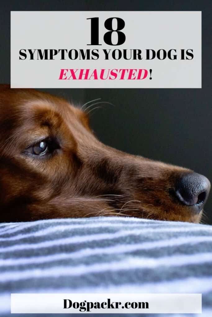 18 exhausted dog symptoms