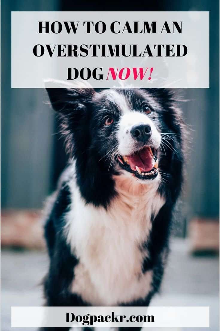 How to calm an overstimulated dog dogpackr