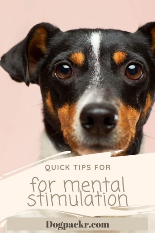 How to mentally stimulate your dog dogpackr