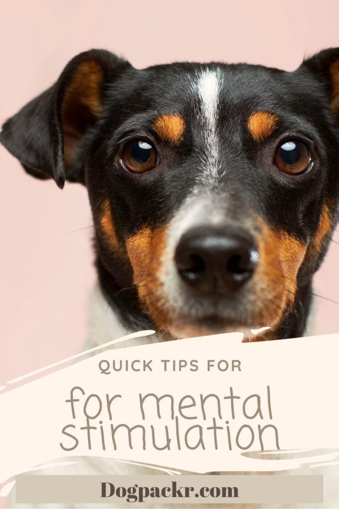 How to mentally stimulate your dog