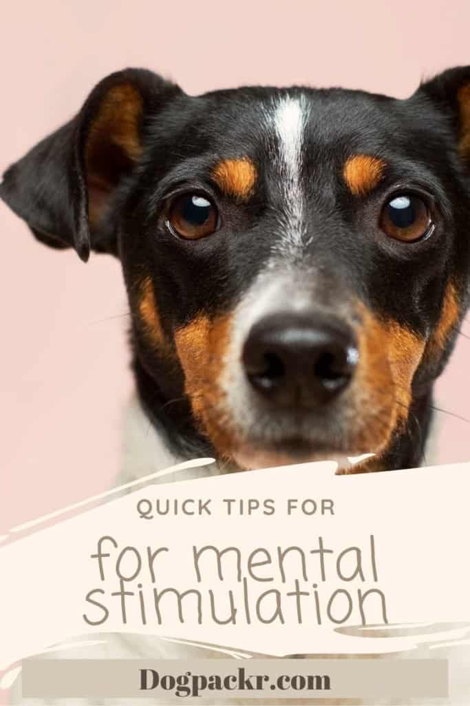 how-to-mentally-stimulate-your-dog-dogpackr