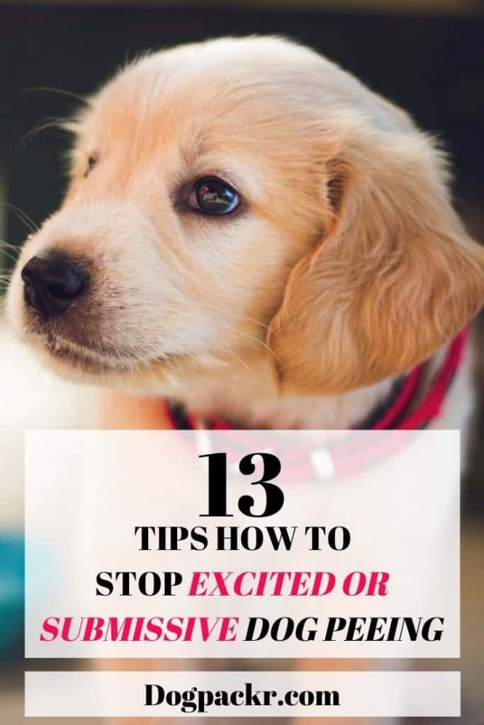 how to stop dog peeing from excitement