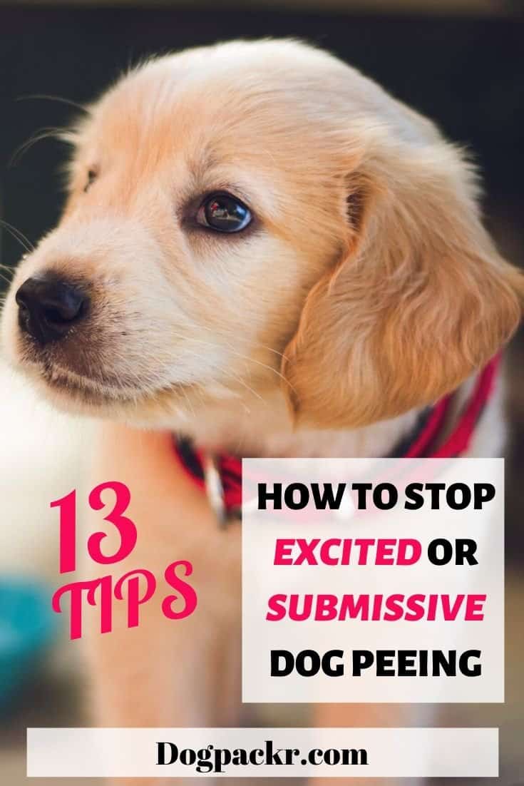 13 tips how to stop excited or submissive dog peeing dogpackr