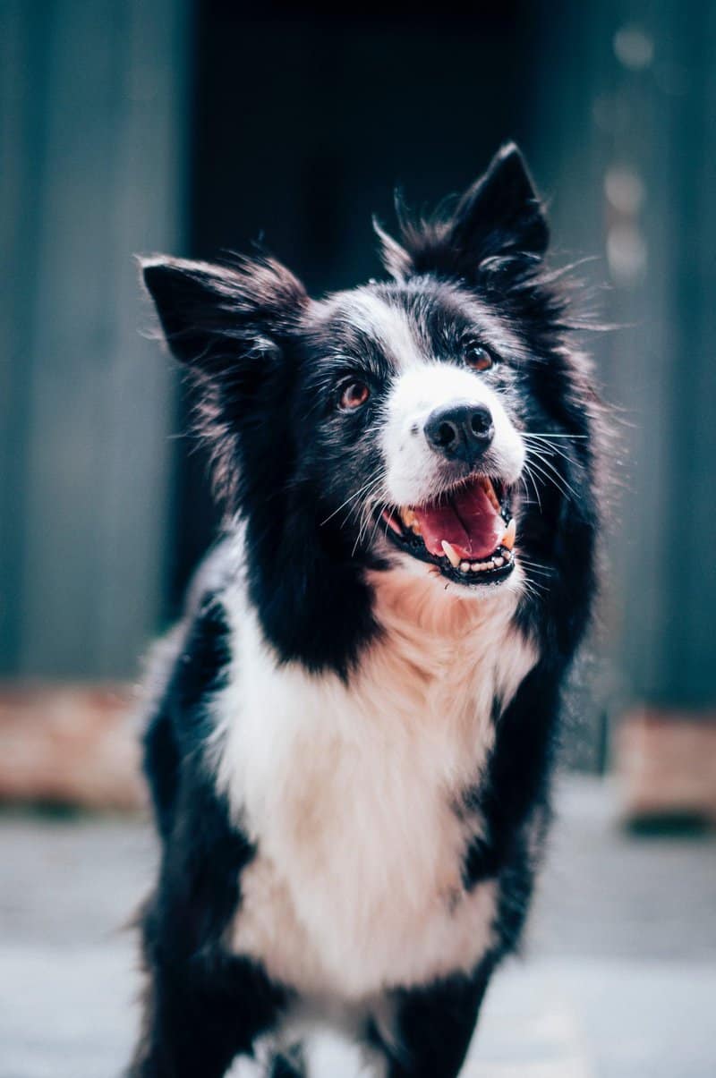 How to calm an overstimulated dog