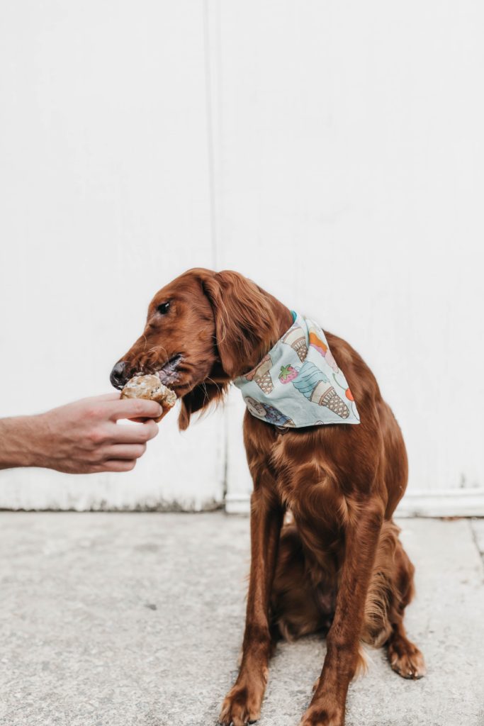 Do dogs get tired of the same food