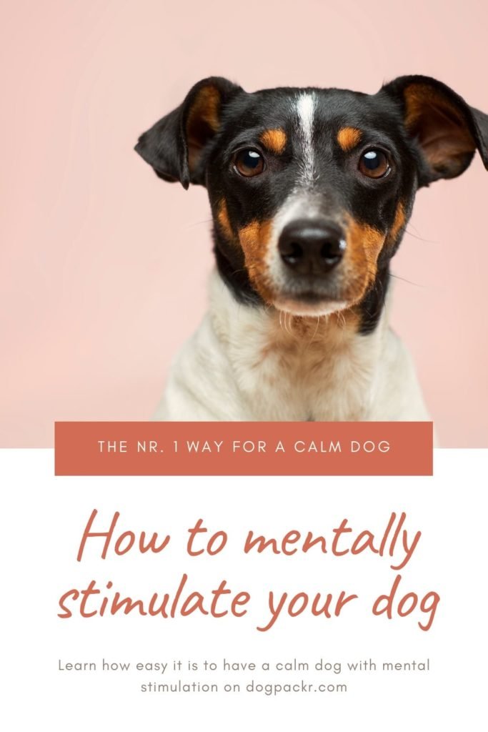 How to mentally stimulate your dog