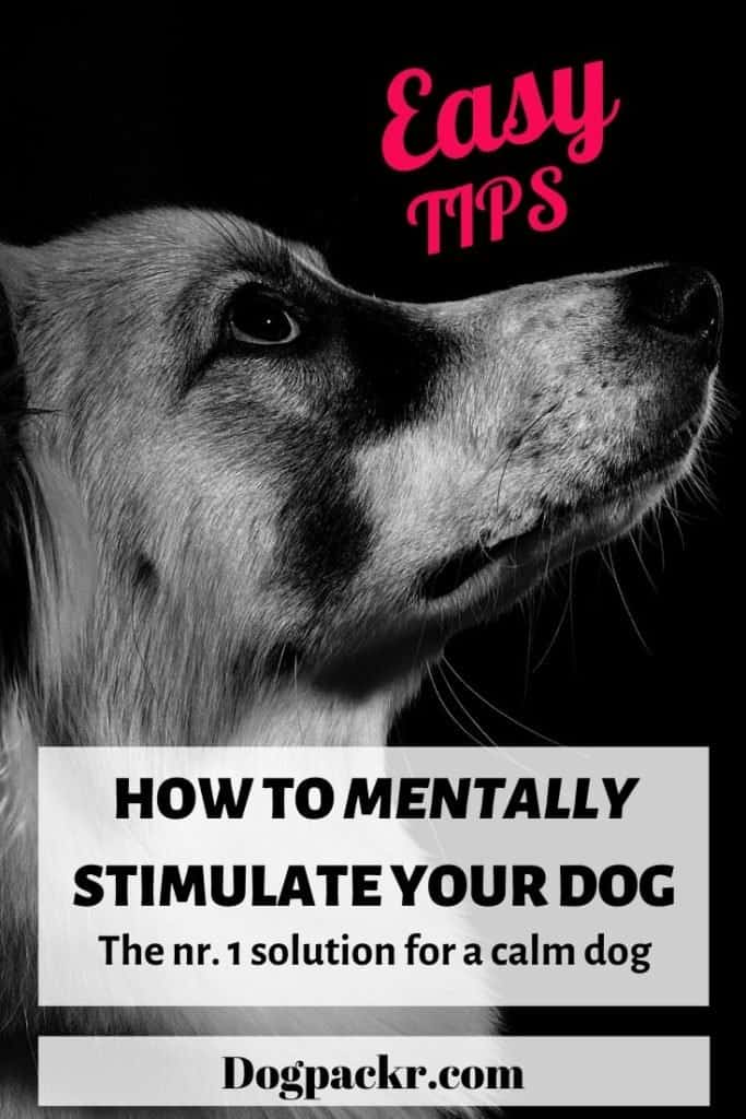 How to mentally stimulate your dog