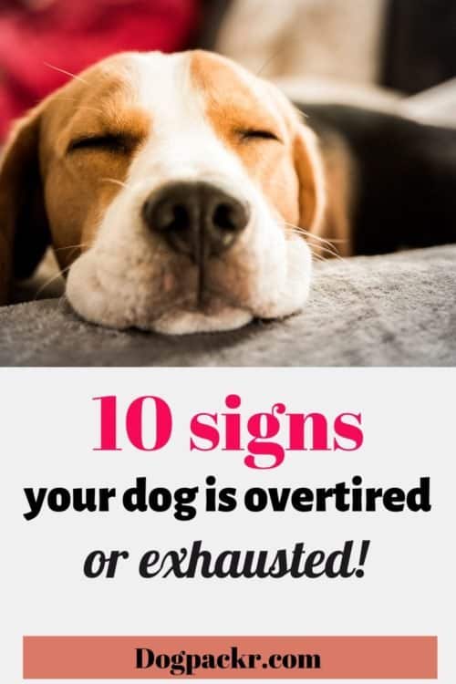 10 Signs and Symptoms Your Dog is Overtired or Exhausted!