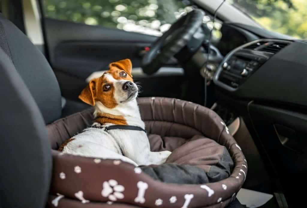 How to cure dog car anxiety
