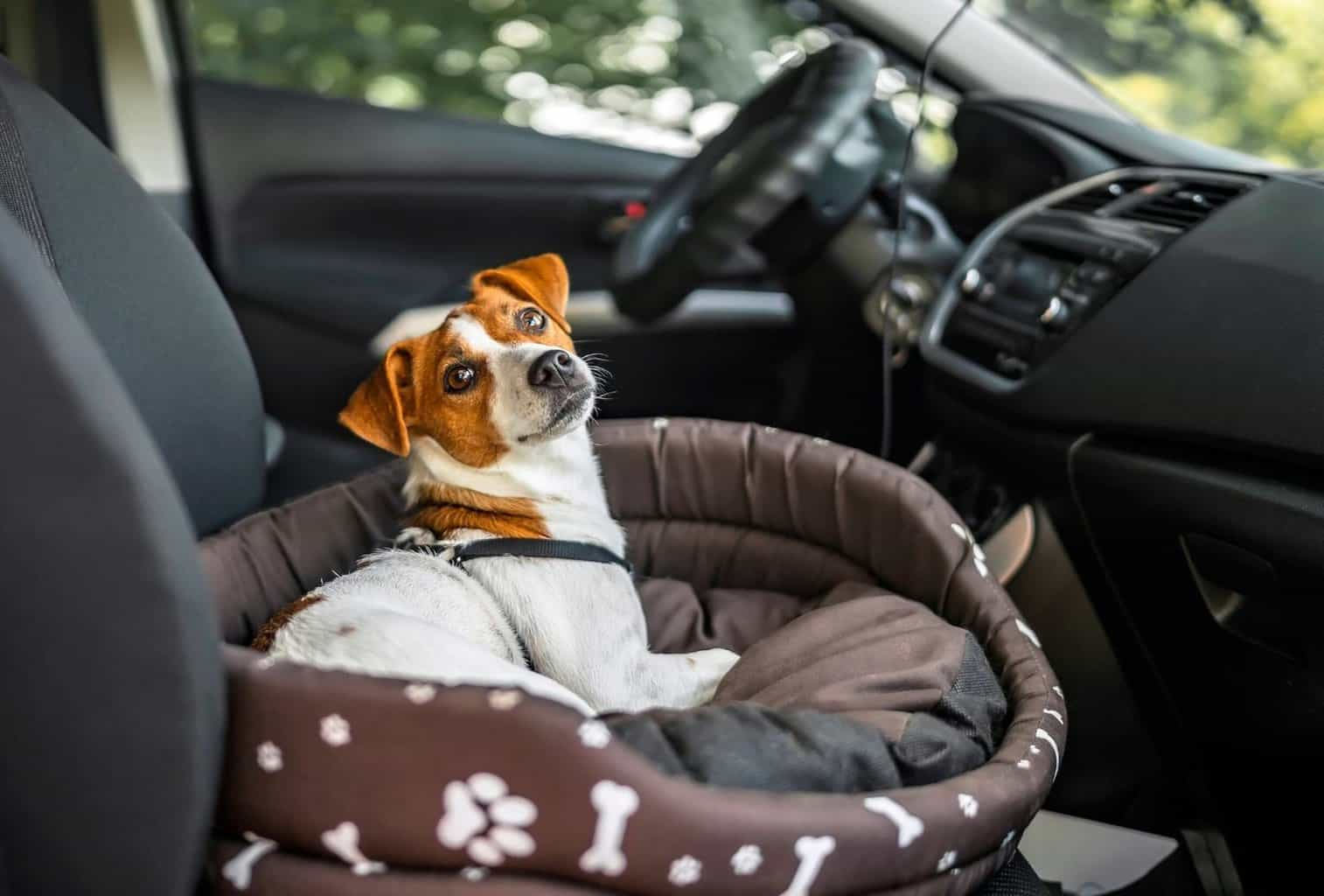 why do dogs get nervous in cars