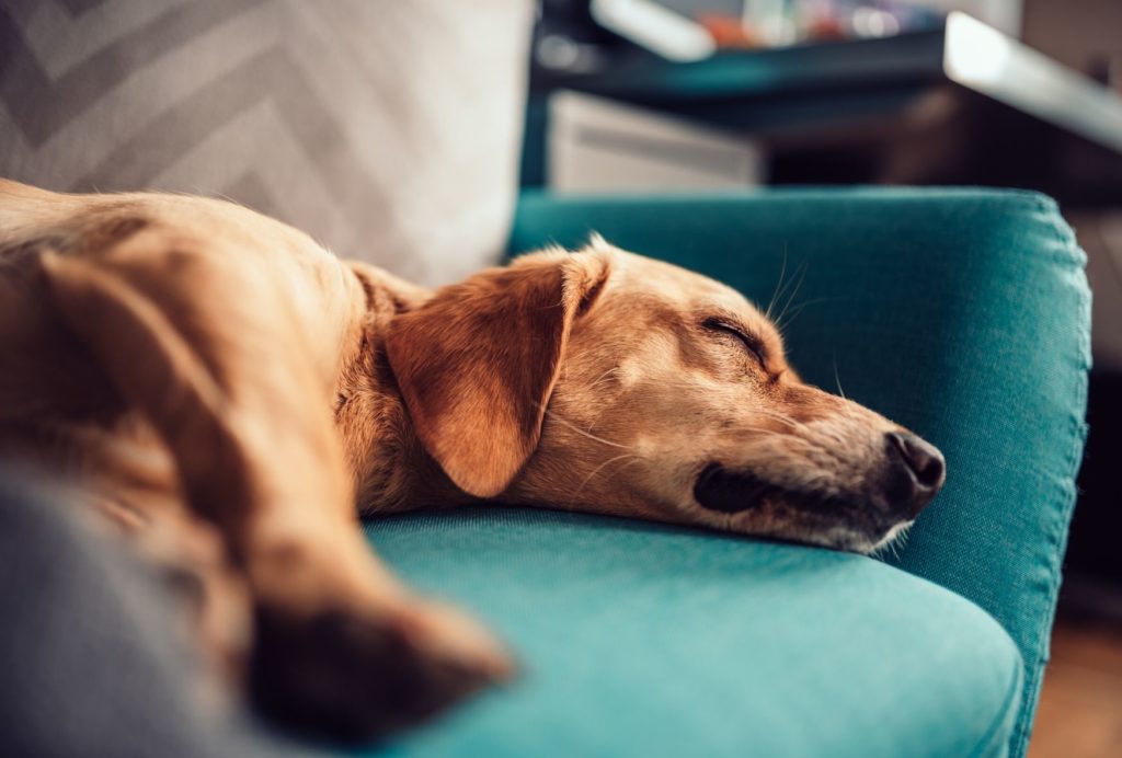 where-should-your-dog-sleep-petlifeau