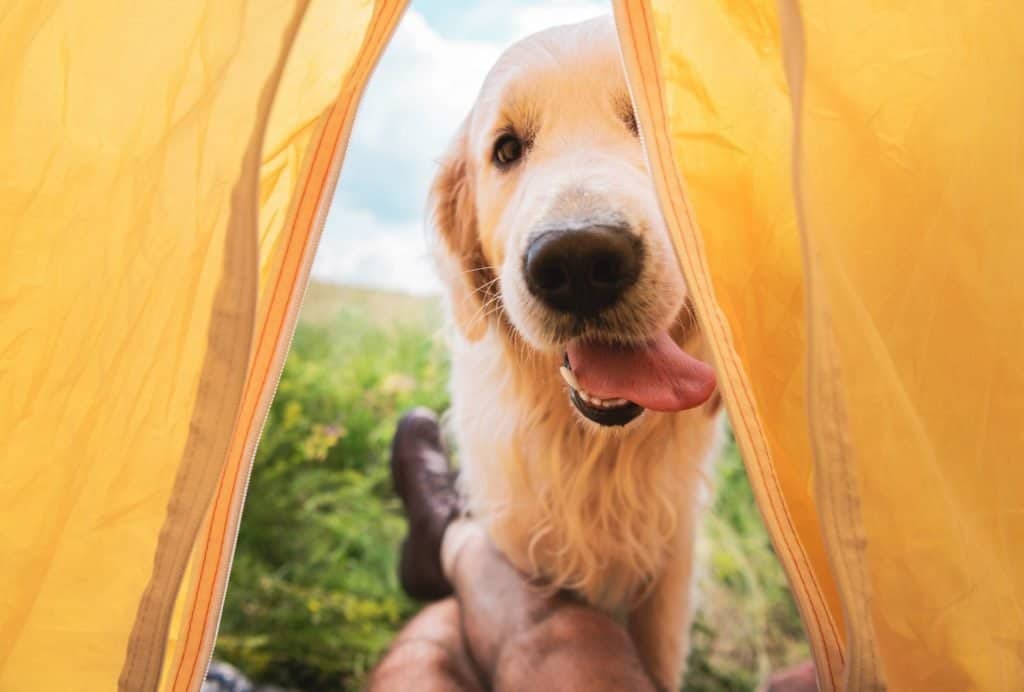 How to go camping with a dog