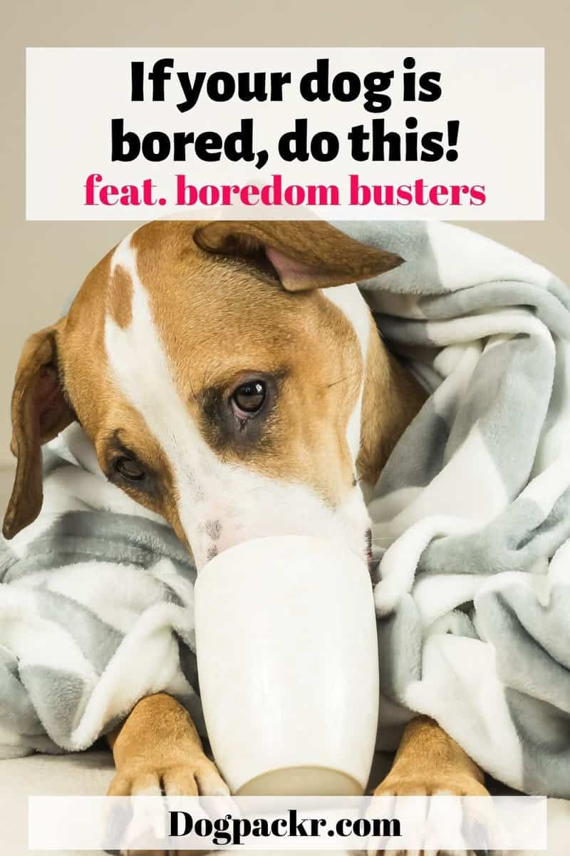My dog is bored, what can I do? Feat. boredom busters! dogpackr