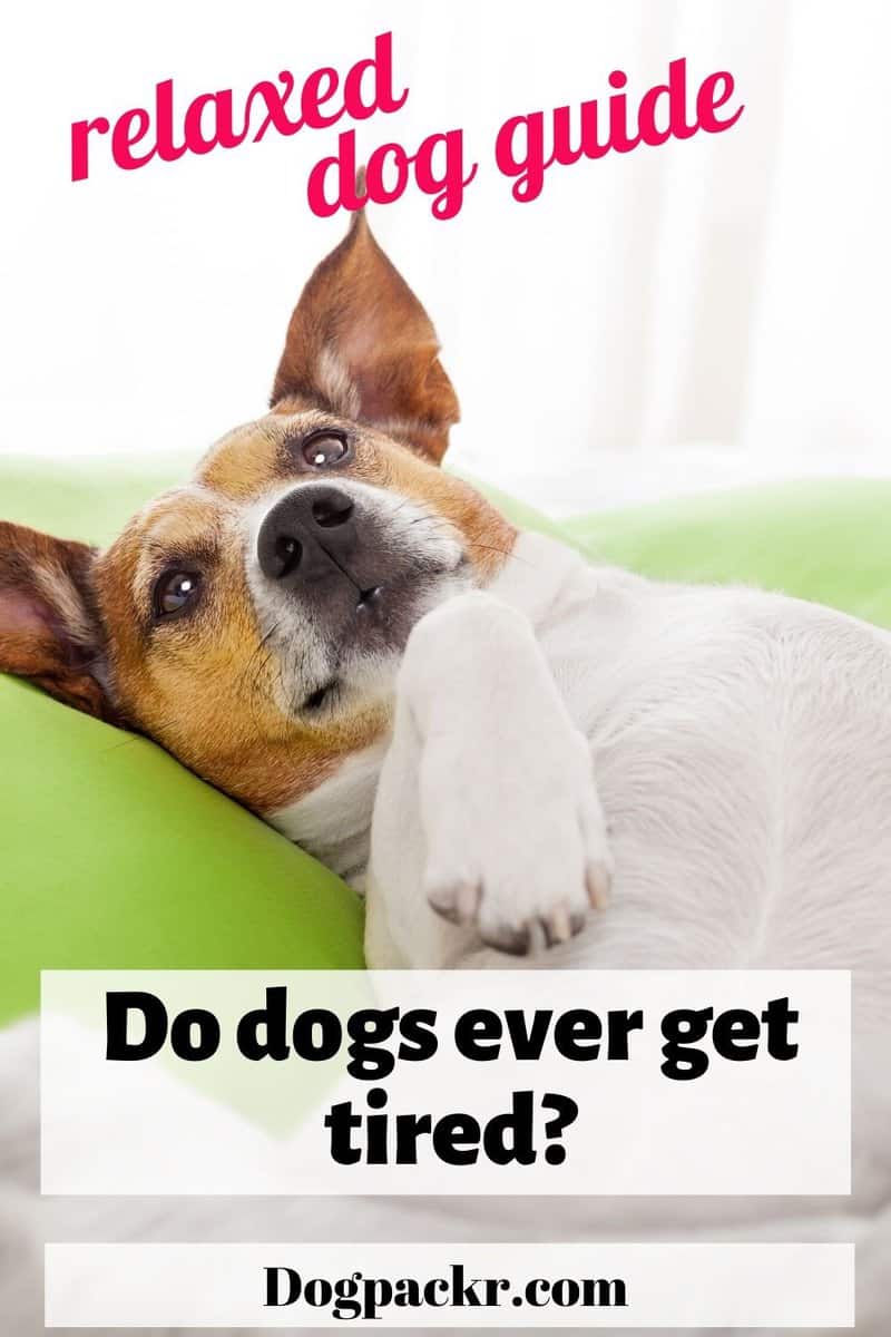 Do dogs get tired? Complete guide for a relaxed dog dogpackr
