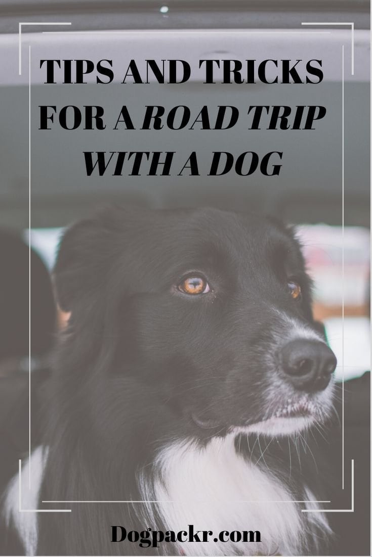 Essential guide to traveling with a dog in a car dogpackr