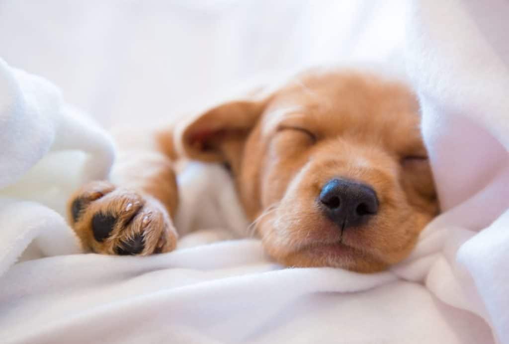 at what age do golden retriever puppies sleep through the night