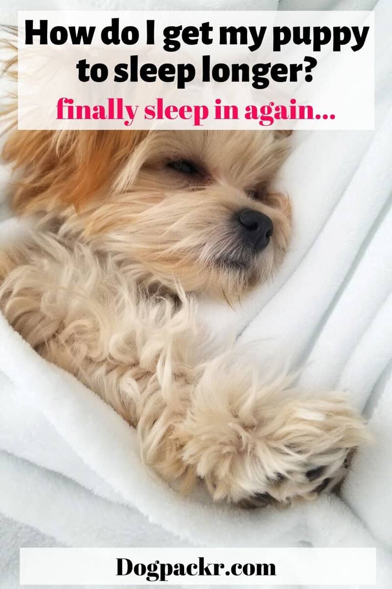 how-do-i-get-my-puppy-to-sleep-longer-dogpackr