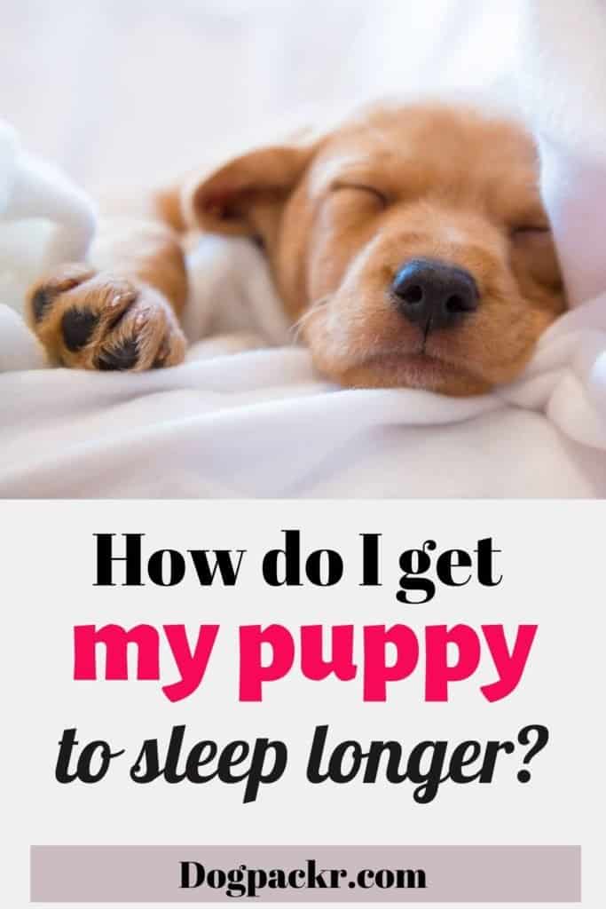 how to get dogs to sleep later